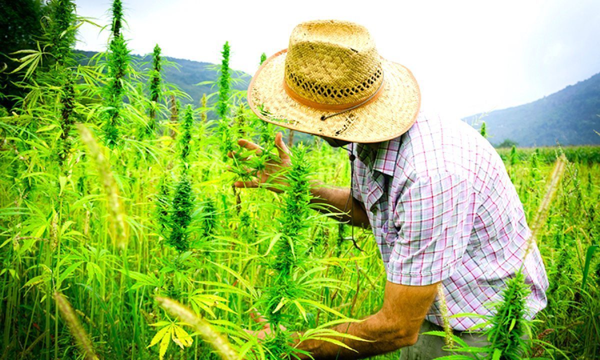 hemp farming offers sustainable solutions