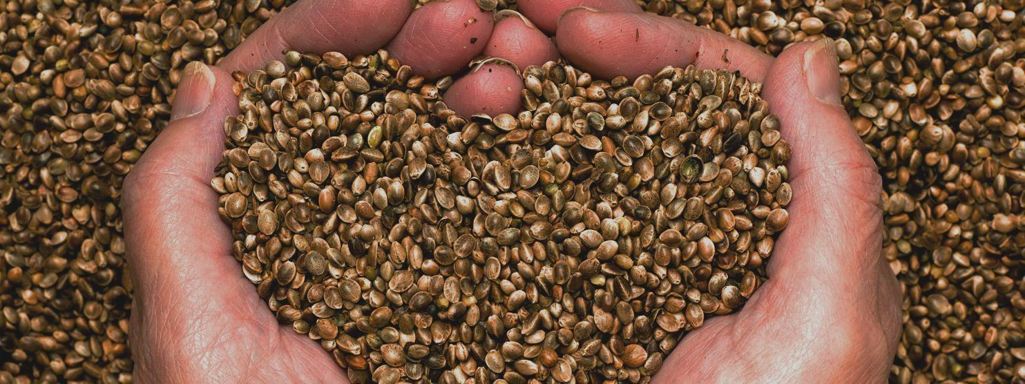 A pair of cupped hands holds a handful of hemp seeds. One of Courtney Moran's most recent court cases protected the right to send hemp seeds by mail.