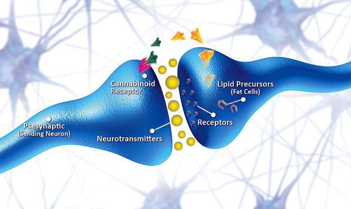 what is the endocannabinoid system and how does it work