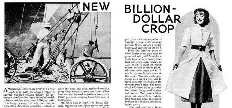 Hemp New Billion Dollar Crop