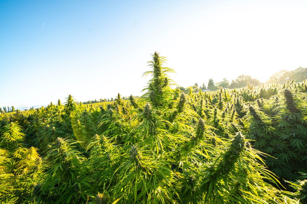 Hemp absorbs both nutrients and toxins from the soil at a very high rate. Photo: An outdoor hemp field full of densely packed hemp plants resembling small Christmas trees.