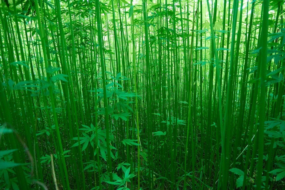 A dense field of green bamboo-like industrial hemp stalks grows tall in the summer sunshine. Industrial hemp can be harvested for thousands of uses including hemp fabric and fiber.