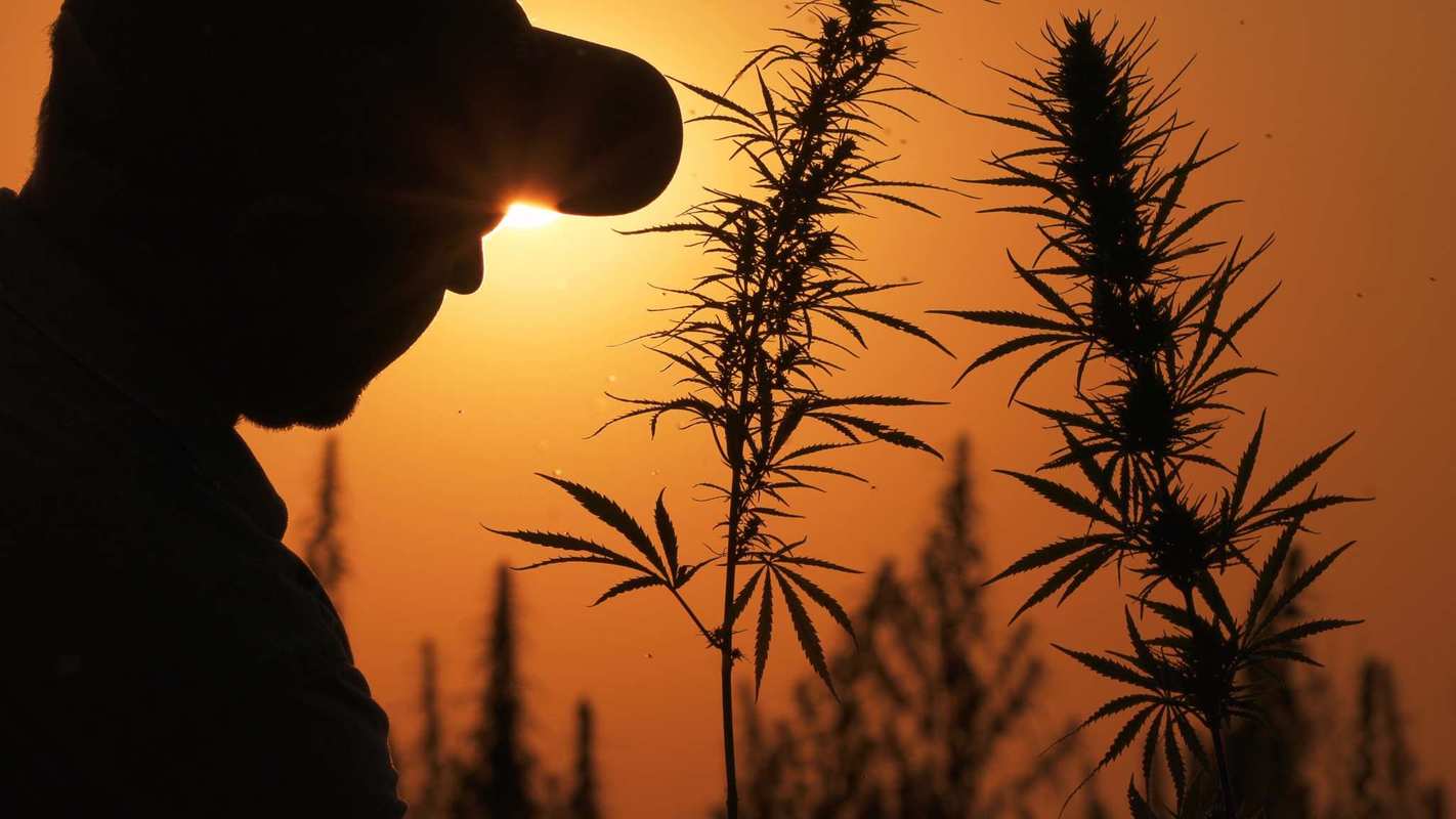 The 2018 Farm Bill could mark a new beginning for hemp growing in the U.S. if the a legalization amendment makes its way into the final version.