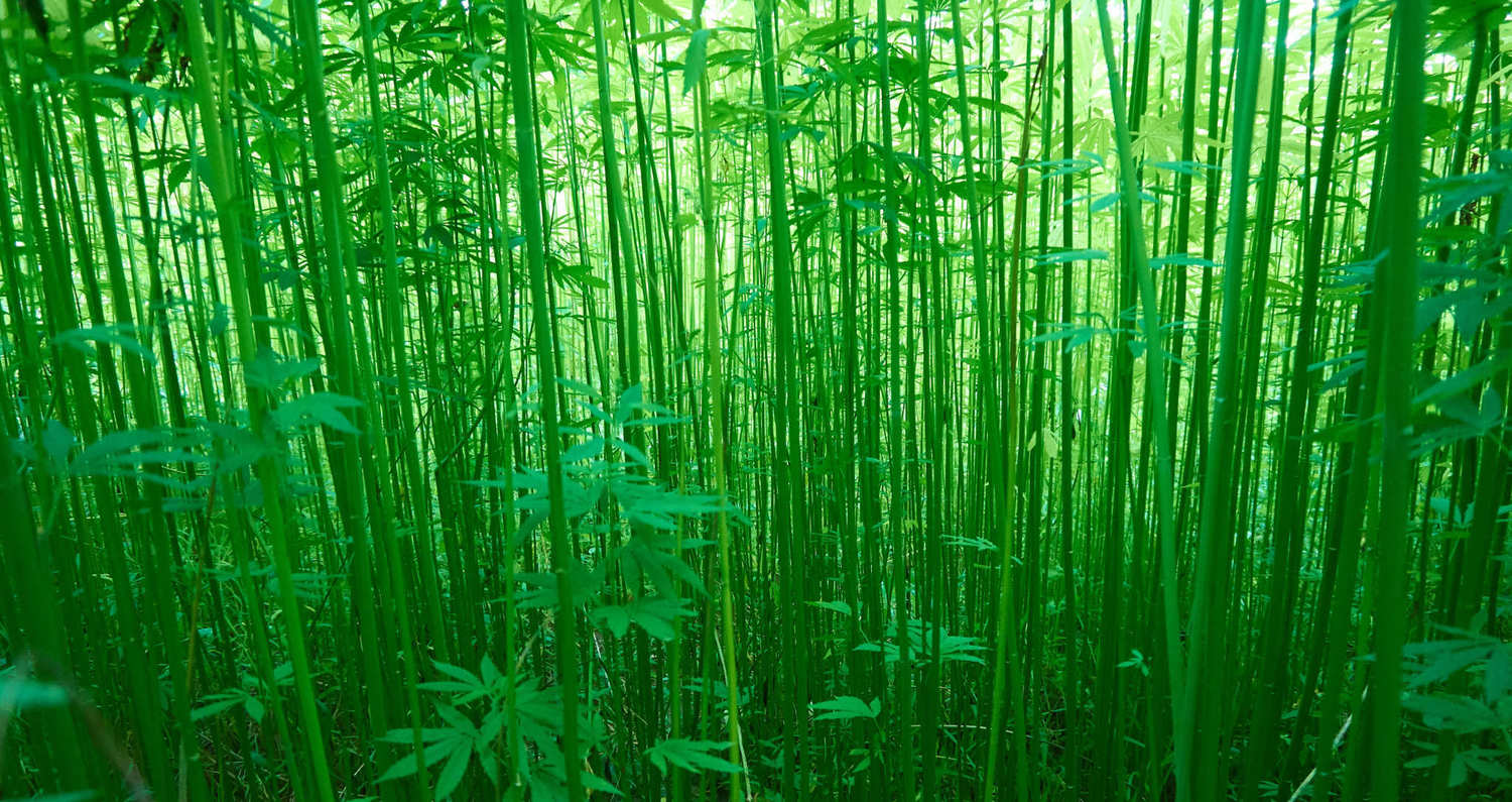 A hemp field grows in tall, dense bamboo-like clusters. <yoastmark class=