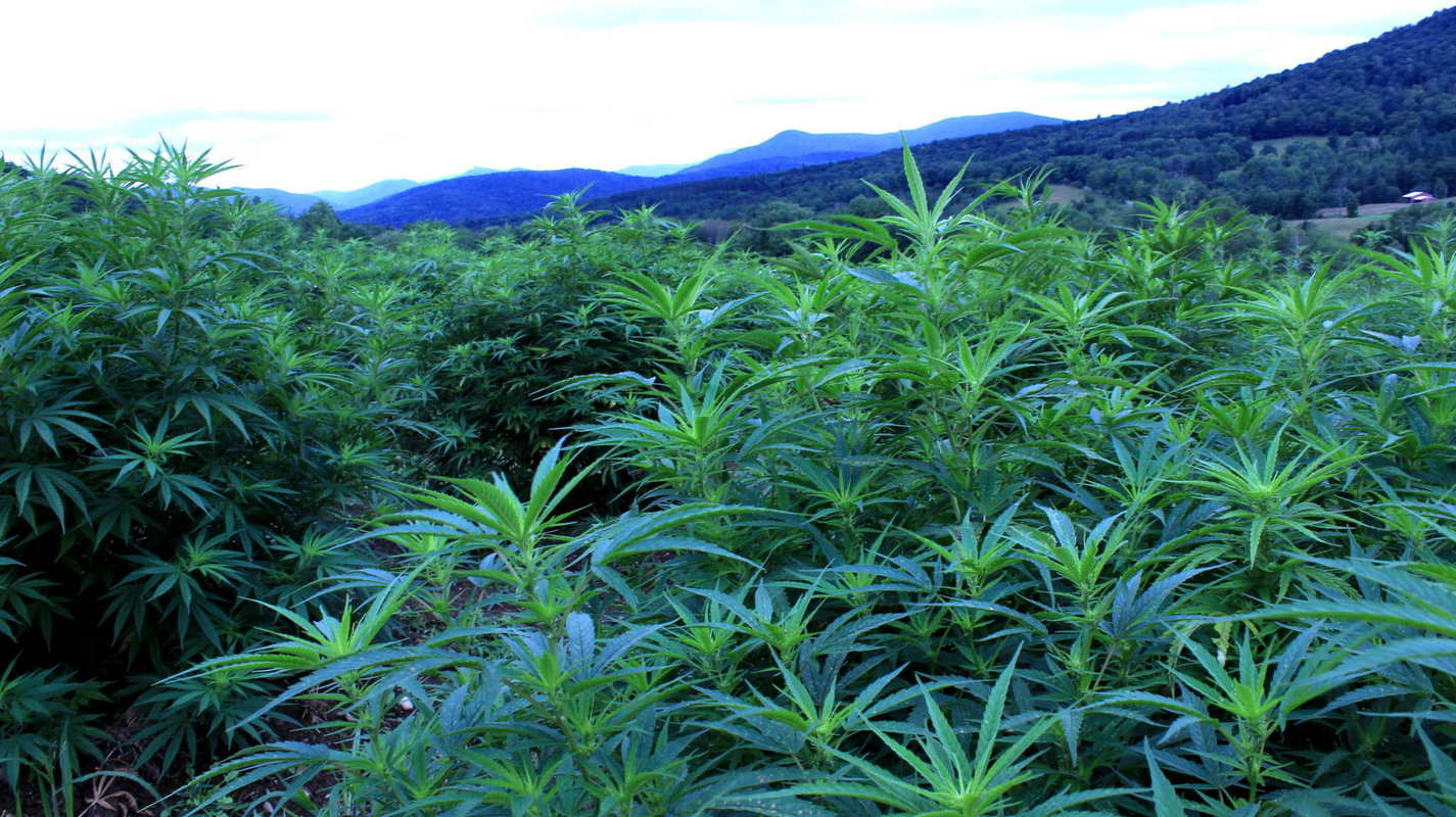 A massive, tall hemp field with the Vermont mountains behind it. Luce Farm, pictured here, is helping to create a growing hemp boom in the Green Mountain State thanks to Vermont's hemp laws.