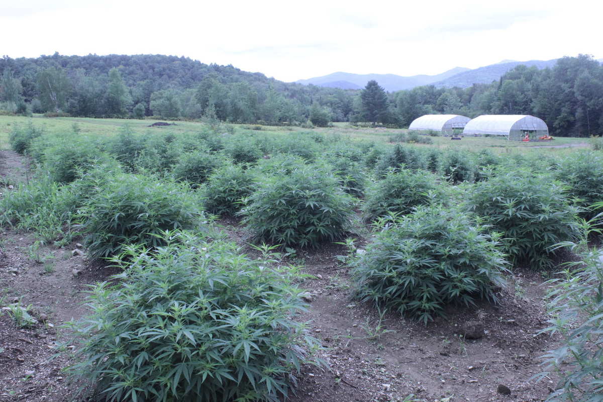Hemp grows in dense clusters in a field. In the distance are greenhouses, a forest and the mountains. Luce Farm is not just a beautiful Vermont hemp farm, but also an example of hemp's power to revive American agriculture.