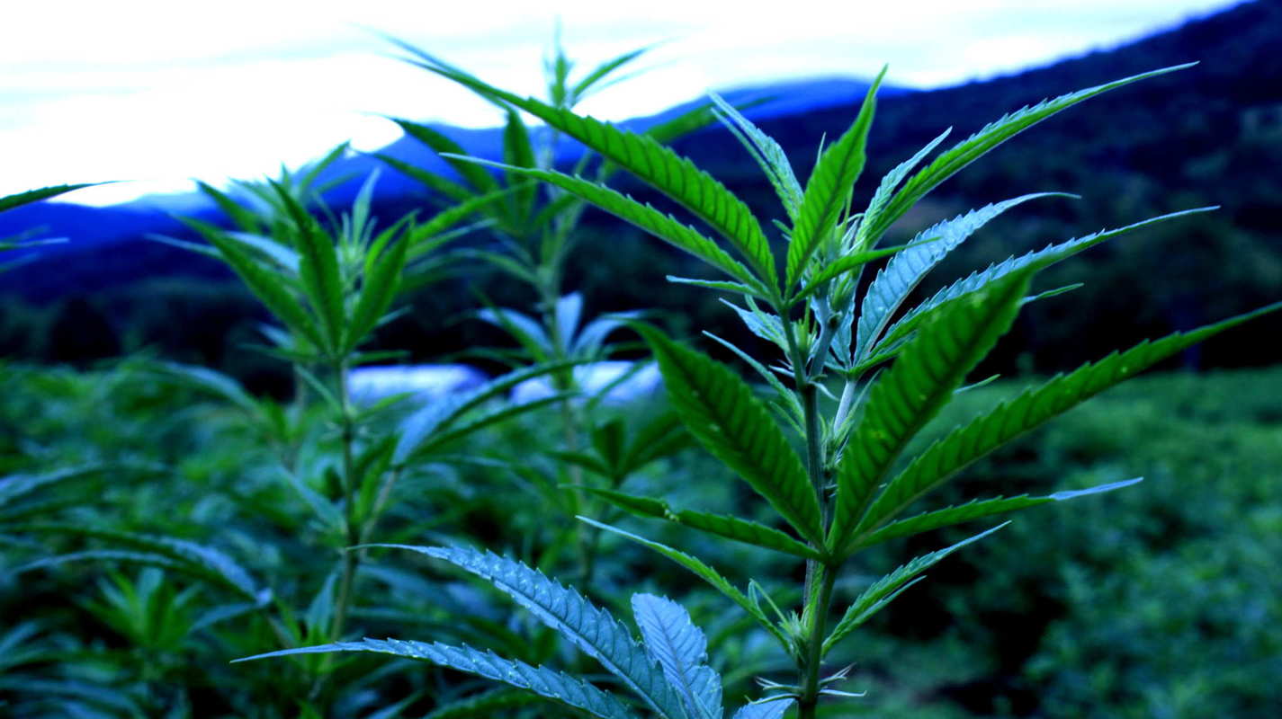The hemp grows tall on 206 acre Luce Farm, with the Vermont mountains in the background.