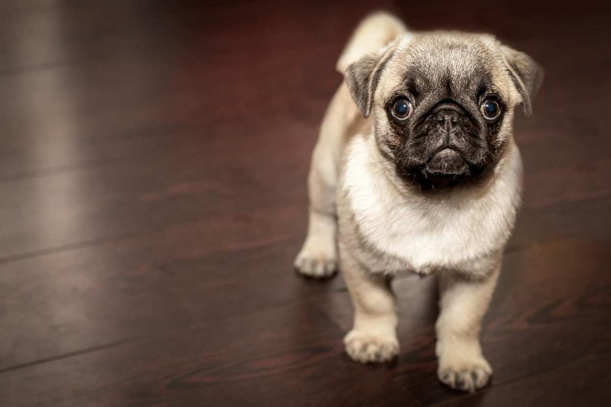 An dorable pug looks playfully at the camera while playing on a wooden floor. Even though CBD oil is a very safe choice for dogs with seizures, it's always important to consult with a veterinarian before beginning any treatment plan.