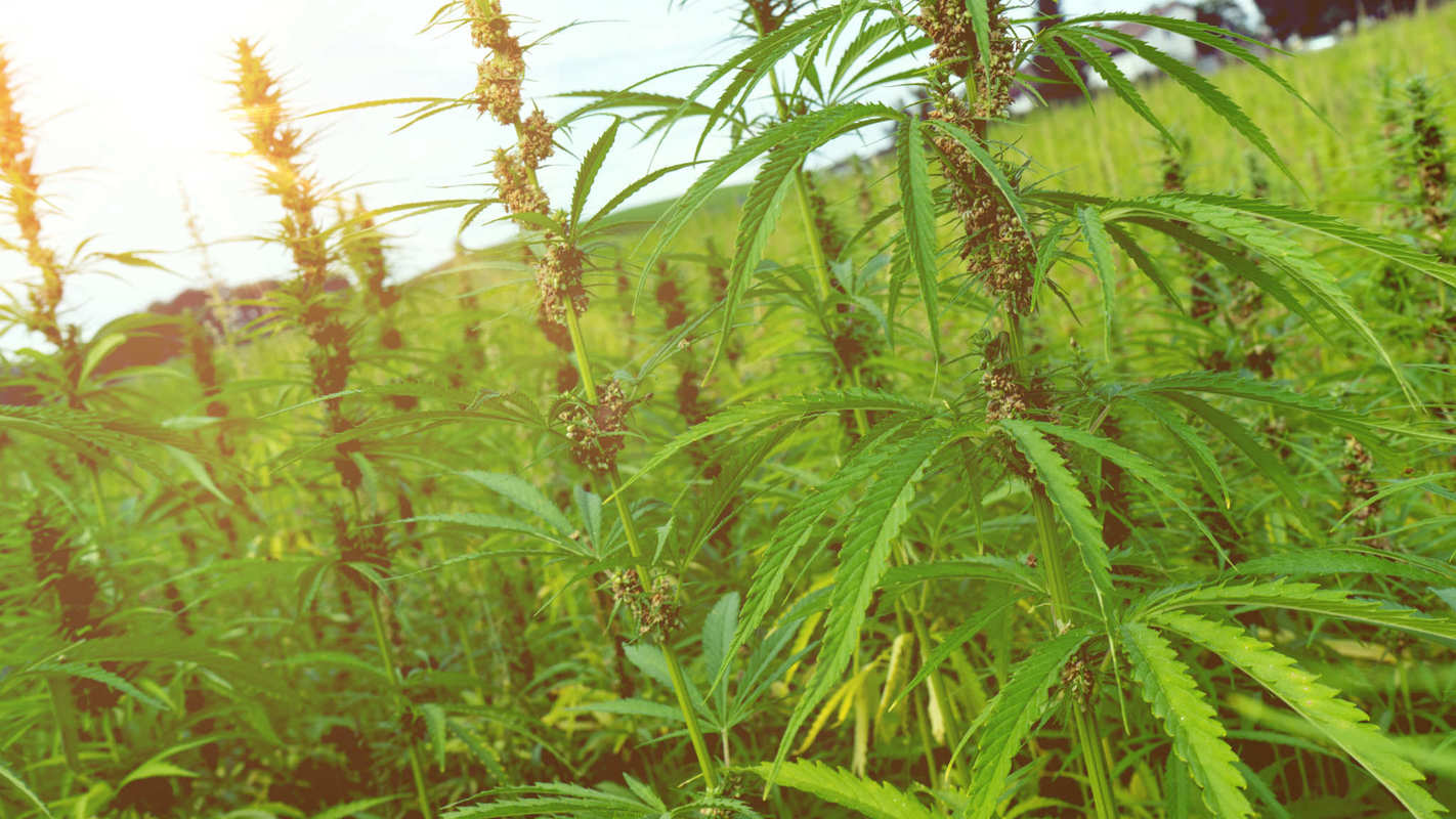 U.S. hemp acreage is growing rapidly despite a complicated tapestry of state hemp laws, which vary widely from place to place. Hemp plants grow tall and leafy in a densely packed field.