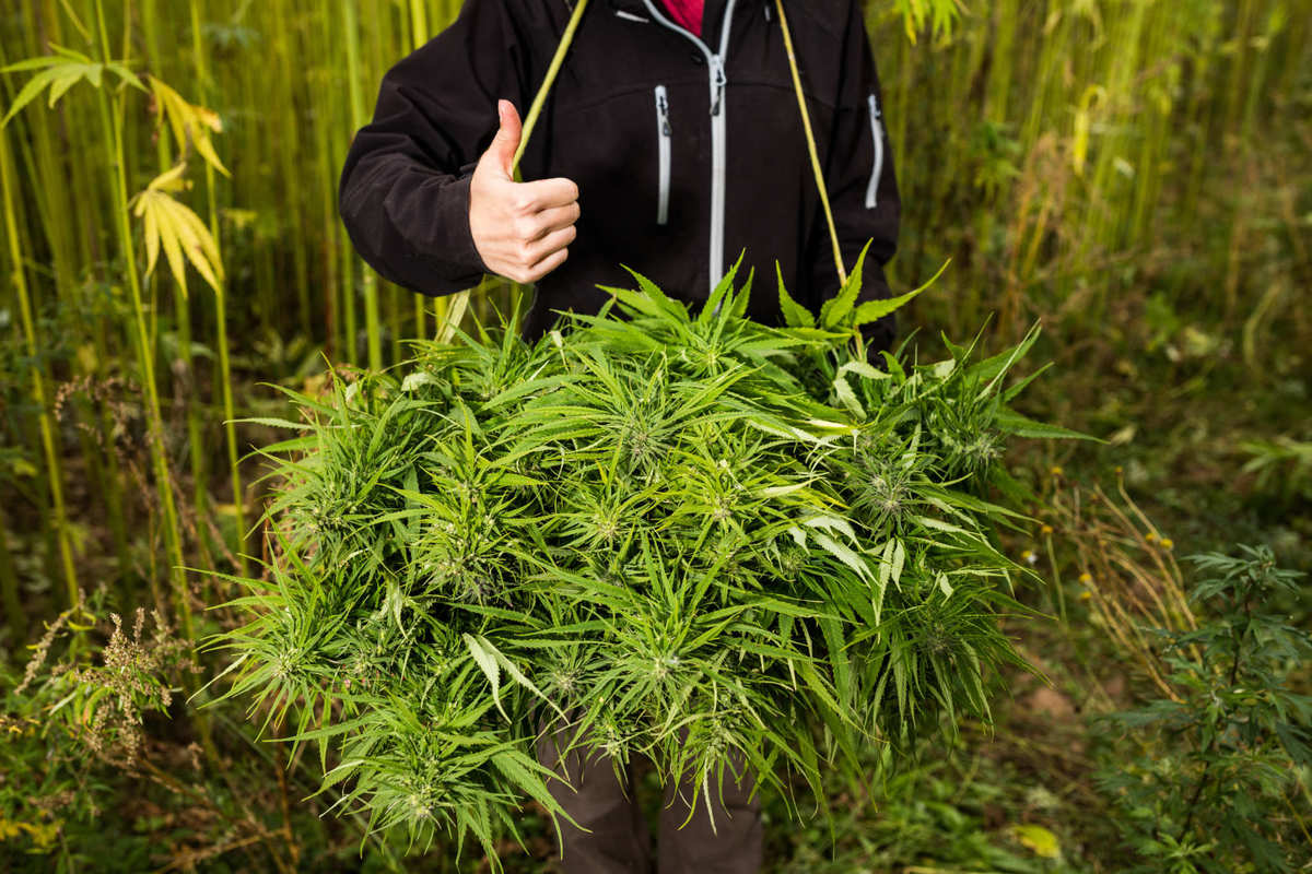 A person in a dark hoodie standing in a hemp field gives a thumbs up. In front of them is a huge pile of freshly harvested hemp. Increasing hemp acreage in the United States reveals this crop's immense economic potential.