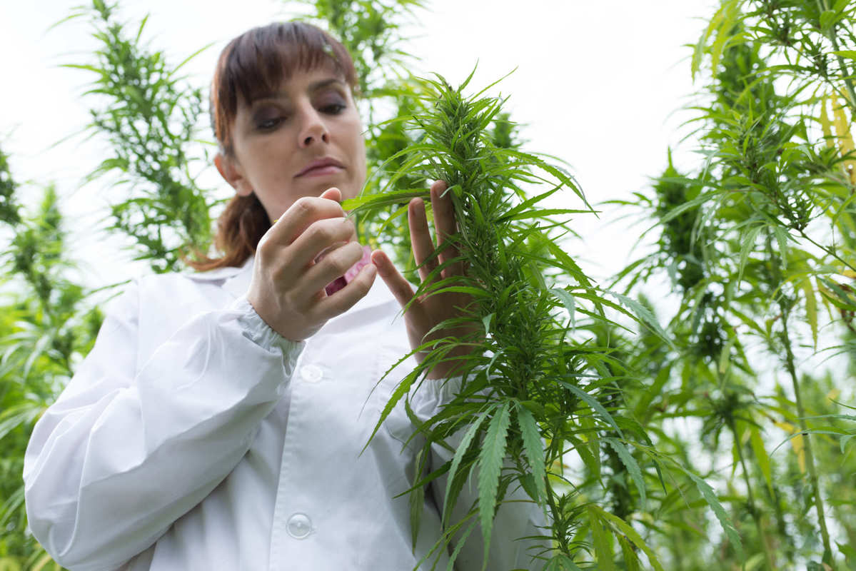 A researcher studies a hemp plant in a field. Hemp and cannabis contain numerous other cannabinoids beyond THC & CBD. These include CBC-a, CBDV, and many more. 