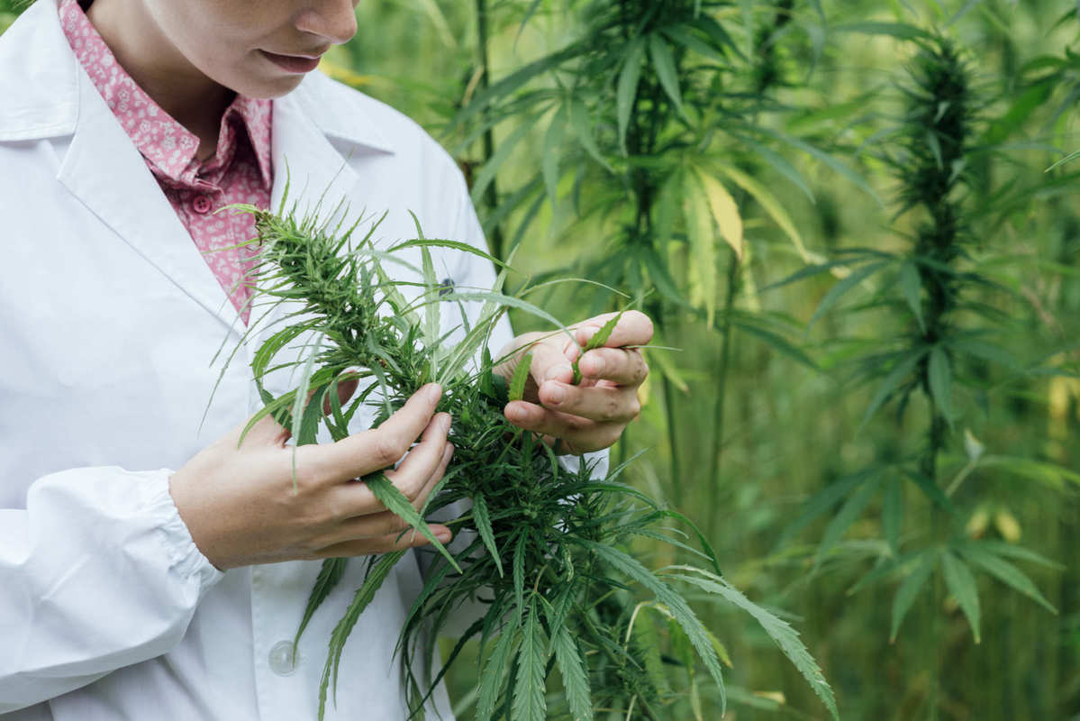 A researcher in a lab coat studies the leafy flower top of a hemp plant in a field. Research into other cannabinoids helps us understand how this amazing plant can benefit humanity.