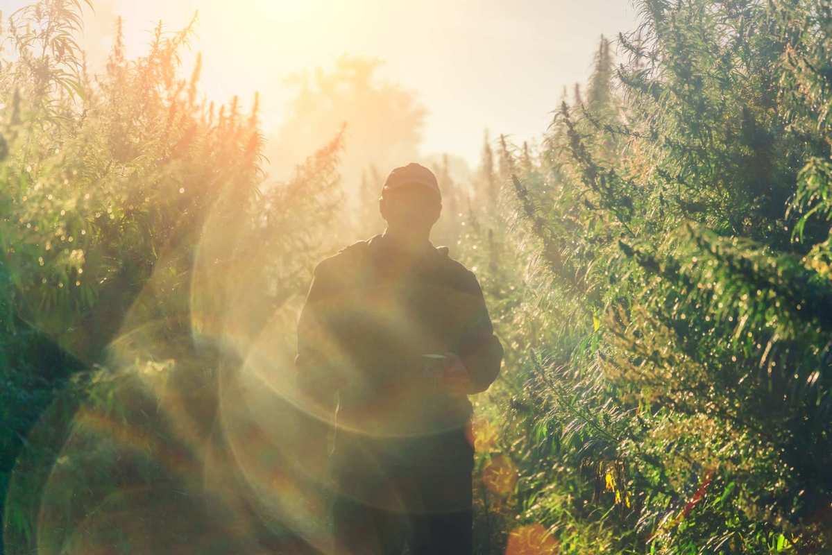 A farmer silhouetted in the sunlight in his hemp field. Hemp is back in a big way in America, and Ministry of Hemp is America's leading hemp advocate.