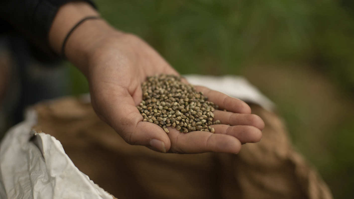 Photo shows someone's hand with a handful of hemp seeds pulled from a sack of seeds. Full traceability starts with certified agricultural hemp seeds that can be traced back to the source.