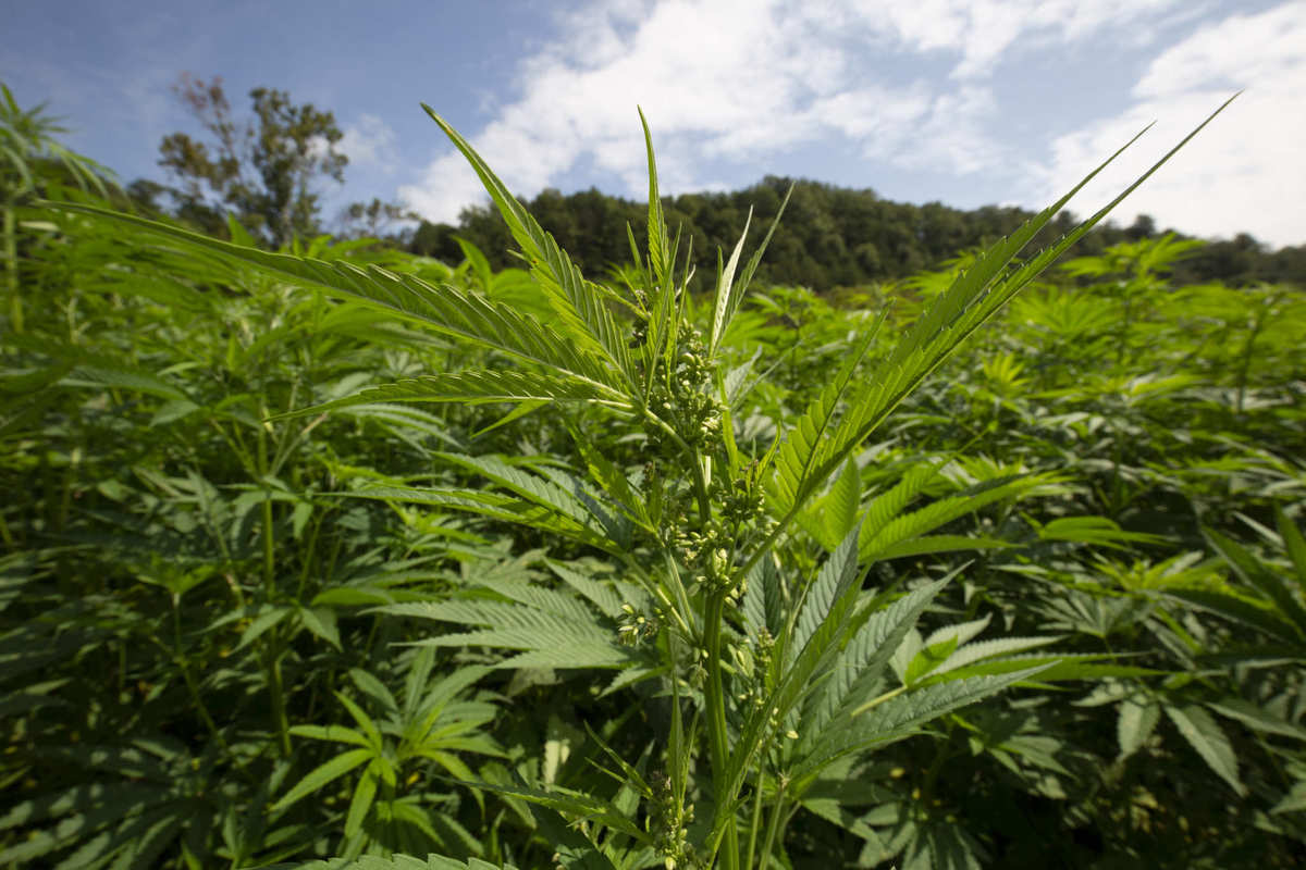 A densely backed hemp field under a partly cloudy blue sky, with rolling hills in the background. While hemp cultivation requires little to no pesticides, always ask for test results.