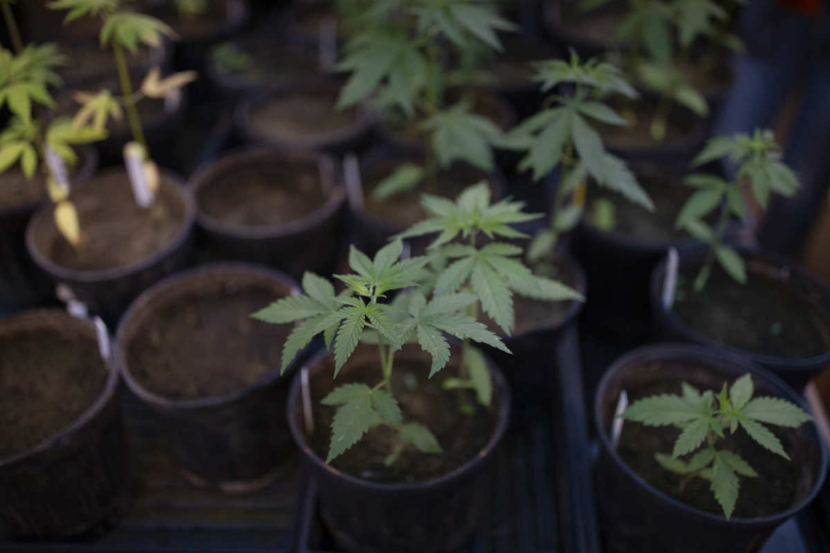 Photo shows a collection of hemp plants in pots waiting to go in the ground. Full traceability means responsible communication about hemp CBD products and where they come from.