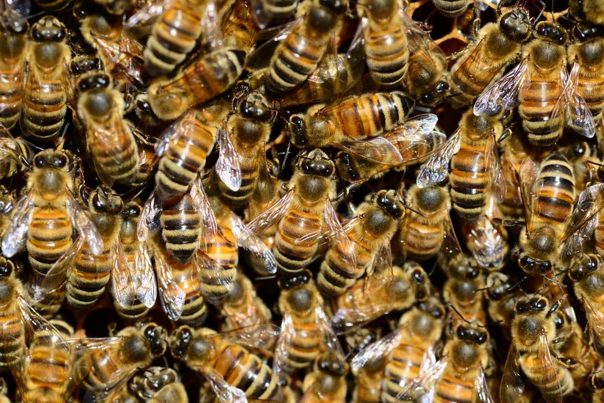 A closeup of a swarm of dozens of honeybees. Do bees love hemp? Preliminary research found 23 different bee species were attracted to Colorado hemp fields.