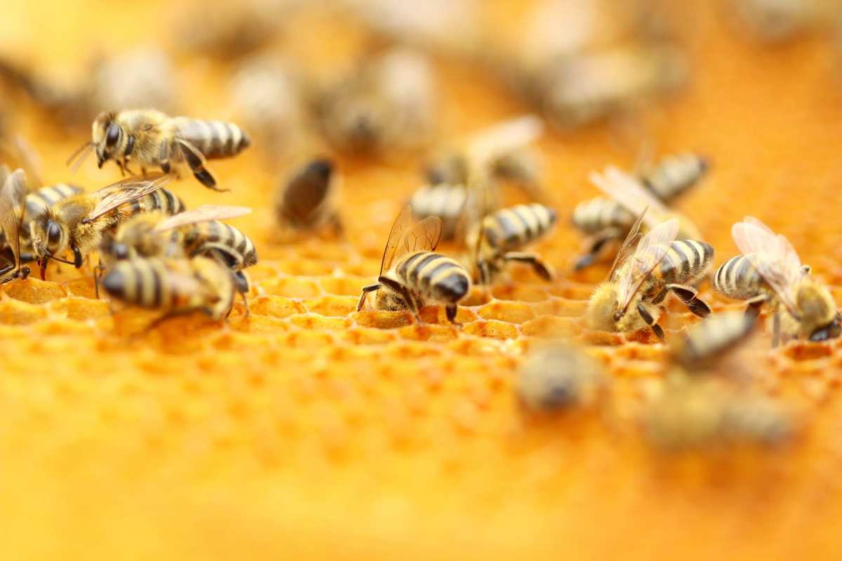 A close up photo of bees crawling on honeycomb. Many questions remain about how bees and hemp interact, including whether the plant's naturally occurring chemical compounds, or cannabinoids, have any effect on the insects.