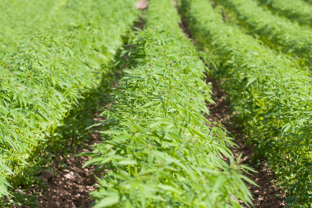 A hemp field, with young green hemp plants growing in many long densely packed rows. Under current regulations on hemp in the UK, farmers are forced to destroy large portions of the plant, while simultaneously the UK imports "millions of pounds worth of CBD" every year.