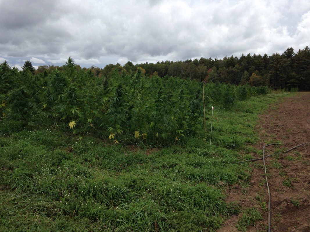 A densely packed hemp field grows tall under a partly cloudy sky, a forest in the background of the field. Marc Grignon helped legalize hemp in Wisconsin after police raided a Menominee hemp field in 2015.