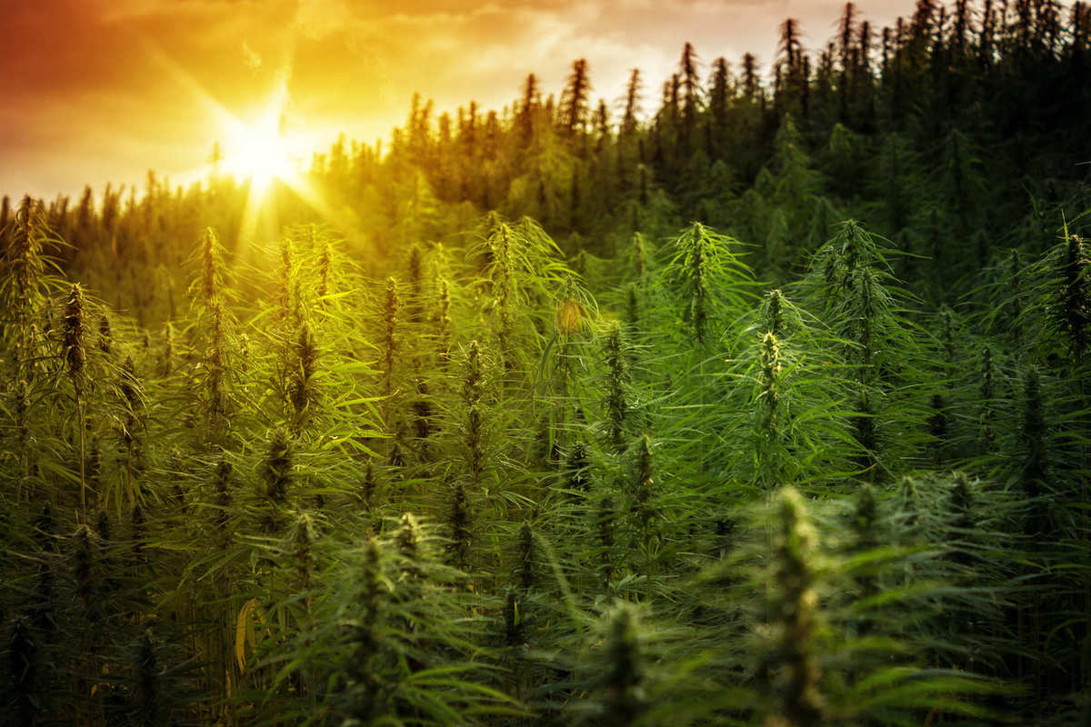 The sun rises over a huge, densely packed hemp field. The 2018 Farm Bill protects the rights of Native American tribes to grow hemp, and prevents states from interfering with interstate commerce of hemp and hemp products.
