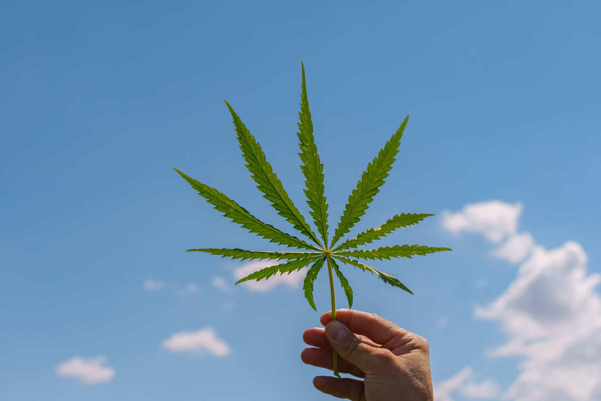 A hand holds a hemp leaf up against the backdrop of a partly cloudy blue sky. Under the 2018 Farm Bill, the return of legal hemp in the U.S. could bring massive benefits to the budding hemp industry, to everyday people, and to the planet.