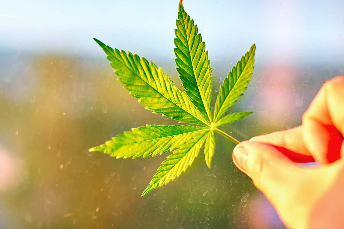 A hand holding a hemp leaf. Prejudices against hemp and all forms of cannabis are beginning to fade in the UK, with 43 percent supporting total legalization of psychoactive cannabis ("marijuana") in a recent survey.