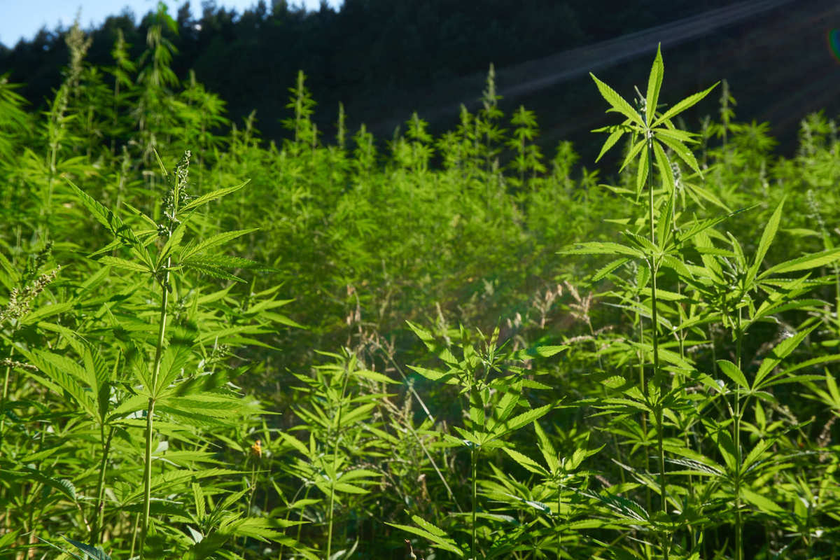 A densely packed hemp field with a forest in the background. It was illegal to grow hemp in the UK from 1928 to 1993, but advocates say strict regulations still stand in the way of a successful hemp industry.