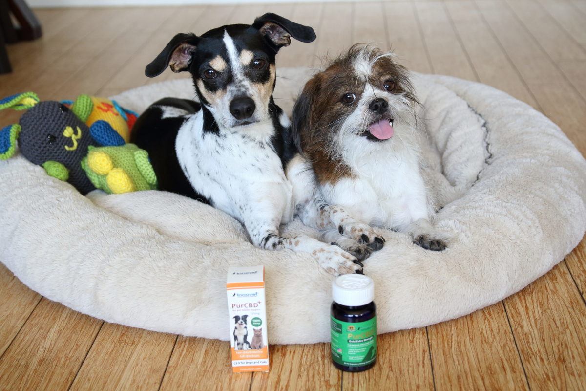 Two small dogs in a dog bed pose with Innovet PurCBD and another Innovet CBD pet product. Our reviewer's pets, both small dogs and a cat, saw significant benefits from taking Innovet PurCBD every day.
