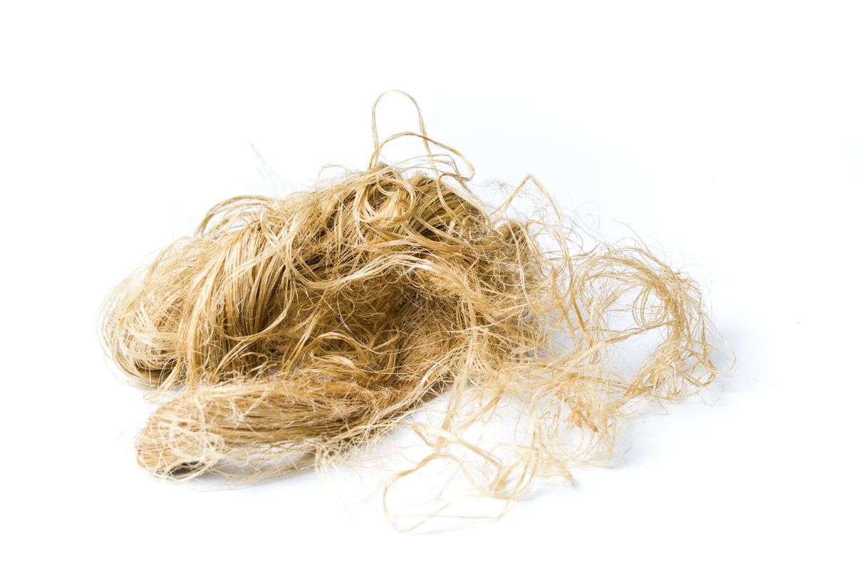 A cluster of stringy hemp fiber separated out from the rest of the plant, photographed against a plain white background. 9Fiber is recycling hemp by separating out the hemp fibers and woody core (hemp hurd). After processing, 9Fiber can reuse these materials in hemp plastic, hempcrete, animal bedding and more.