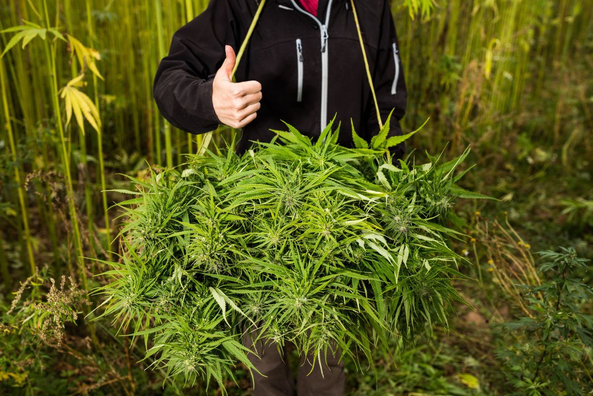 Seen from the shoulders down, a farmer in a black hoodie gives a thumbs up while posing with a basket of freshly harvested hemp. Although the Farm Bill fully legalized hemp, it's clear the stigma around the plant still remains.