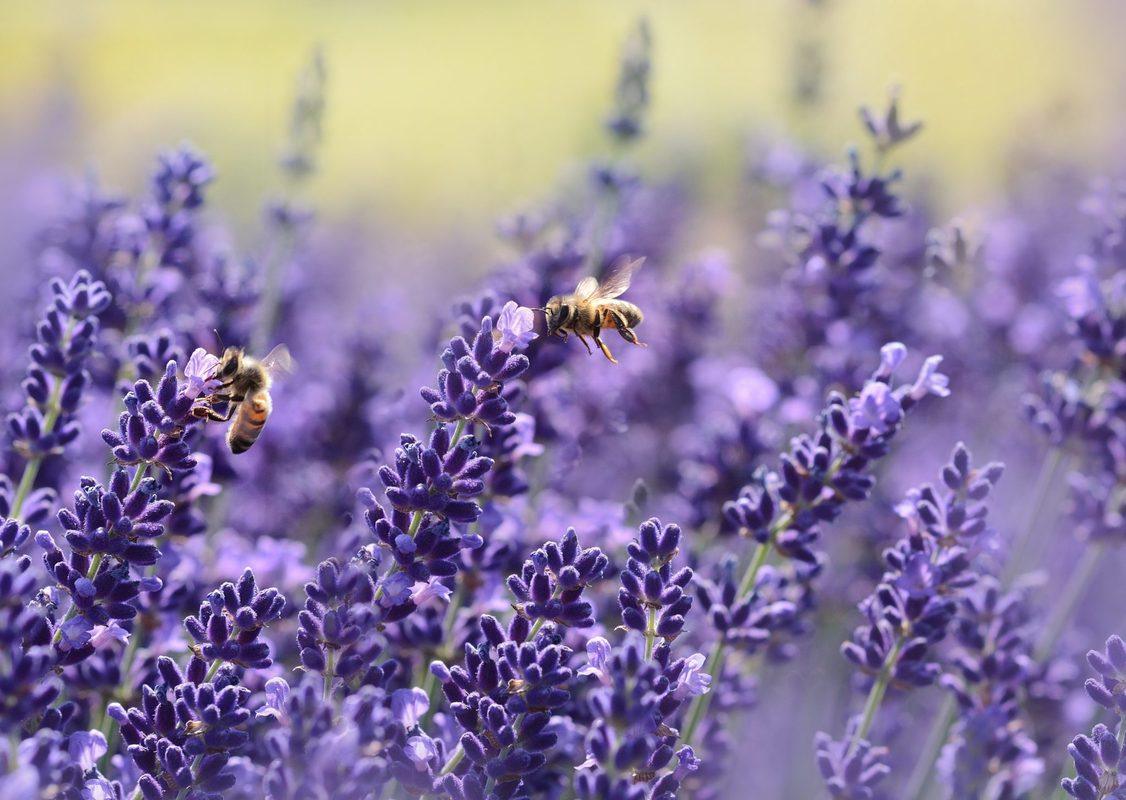 Bees pollinate from a field of lavender. If you can't find the terpenes you want in your hemp supplements, you may be able to supplement by adding other natural plants like lavender, which is high in nerolidol.