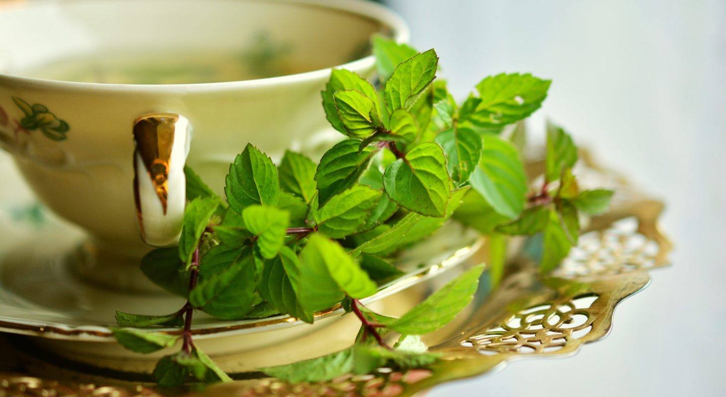 A mug of peppermint tea on a saucer, garnished with fresh mint leaves. Often found in hemp and cannabis, the mint family of plants also produces the terpene