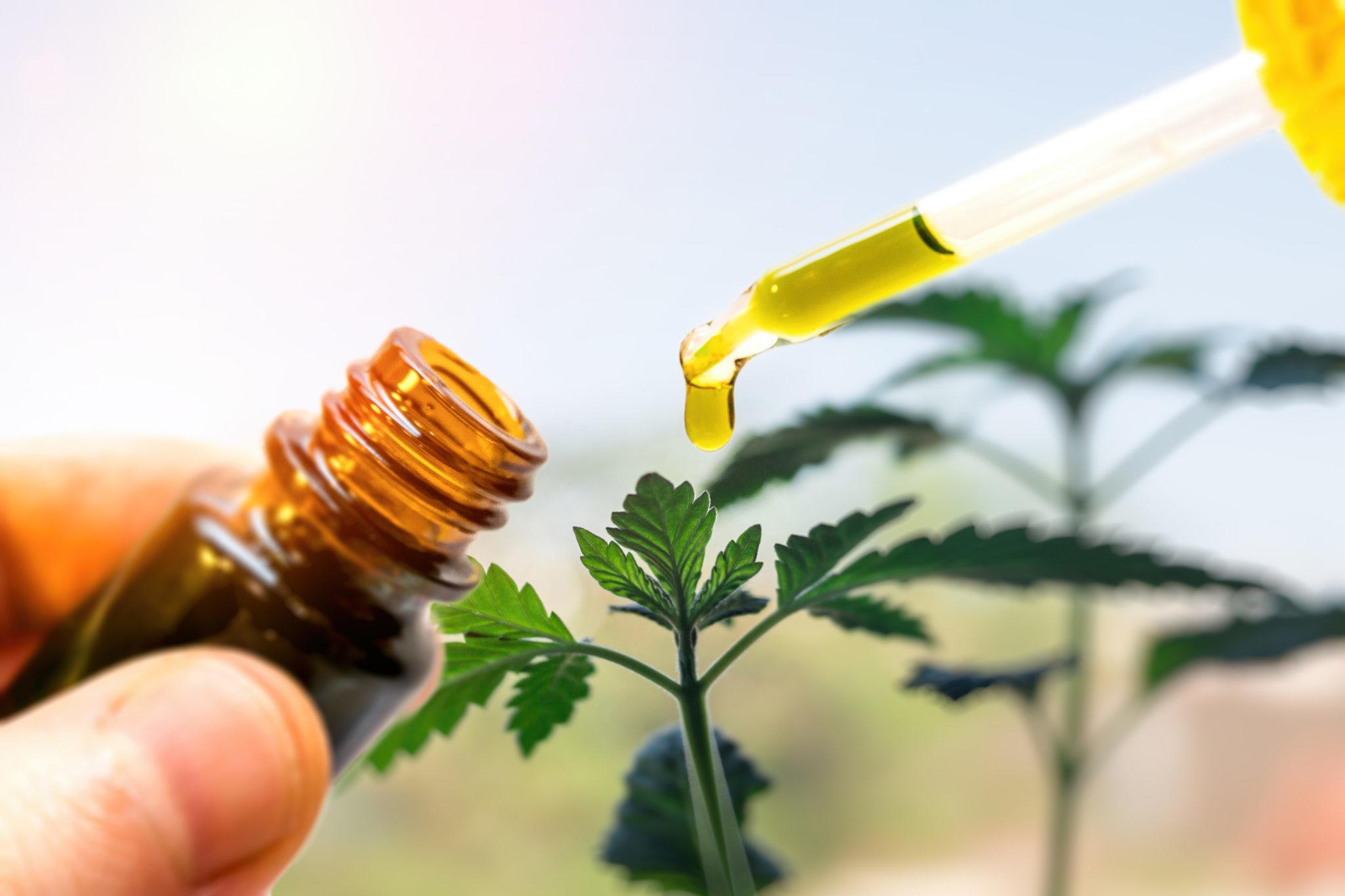 While numerous factors make CBD expensive, there are a number of special discounts and CBD assistance programs available to people with low incomes, the disabled, and military veterans among others. Photo: Hands holding a brown glass bottle of CBD oil, and a dropper with a drop of CBD dripping out, against a background of green hemp plants.