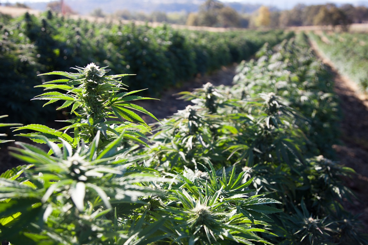 For the first time, the US now ranks among the top hemp growing countries. Photo: A dense hemp field of industrial hemp grown for CBD in Oregon.