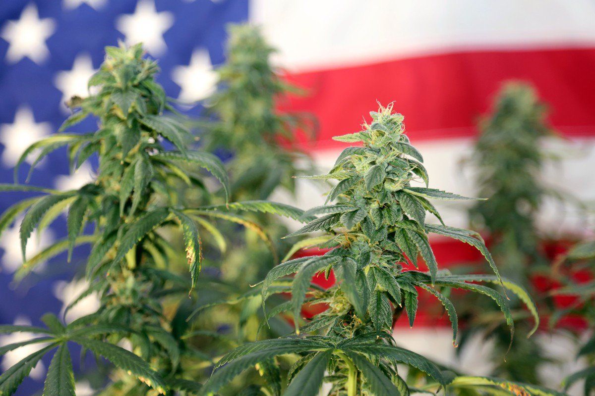 A small cluster of live hemp plants photographed against the backdrop of an American flag.
