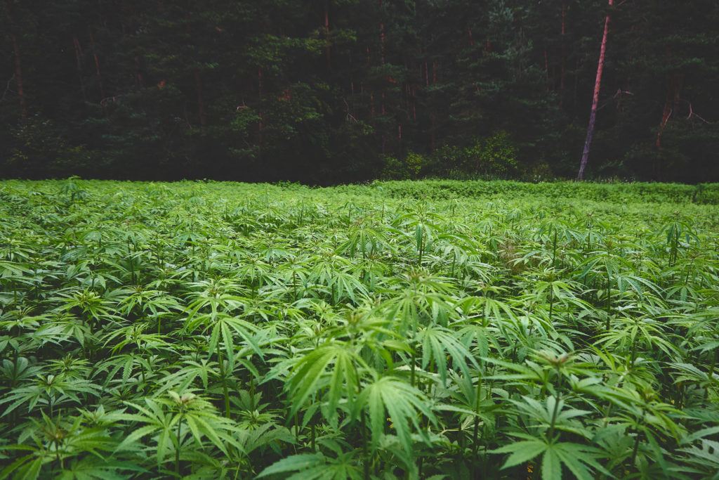 In this Hemp Q&A episode, Kit O'Connell and Matt Baum answer listeners hemp questions. Photo: A hemp field, densely packed with leafy hemp plants.
