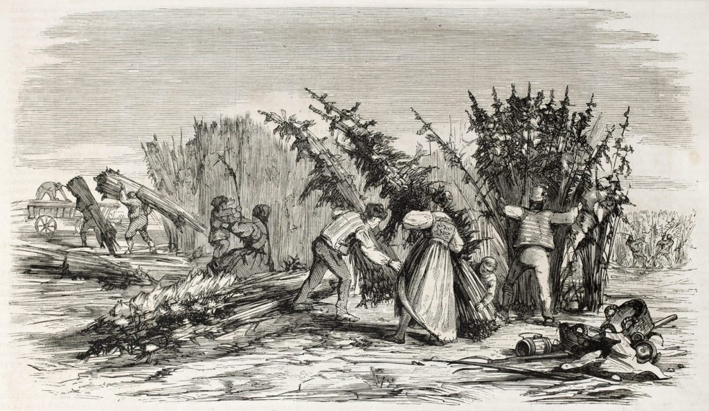 A historic image of a hemp harvest. The history of American hemp is a dramatic rise and fall, from widespread acceptance to total prohibition.