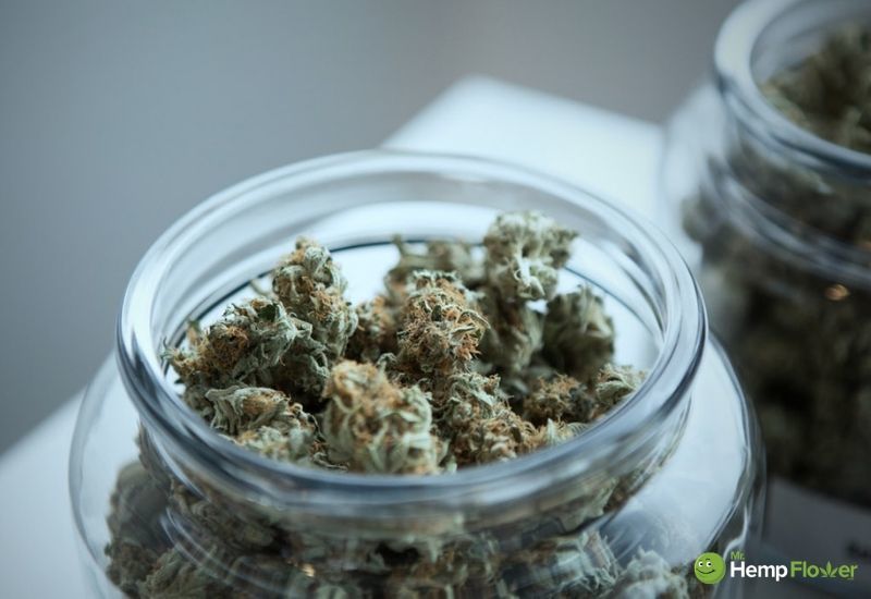 In this article, we explain how to make CBD oil from hemp flower. Photo: A storage jar full to the brim with fluffy hemp flower buds.