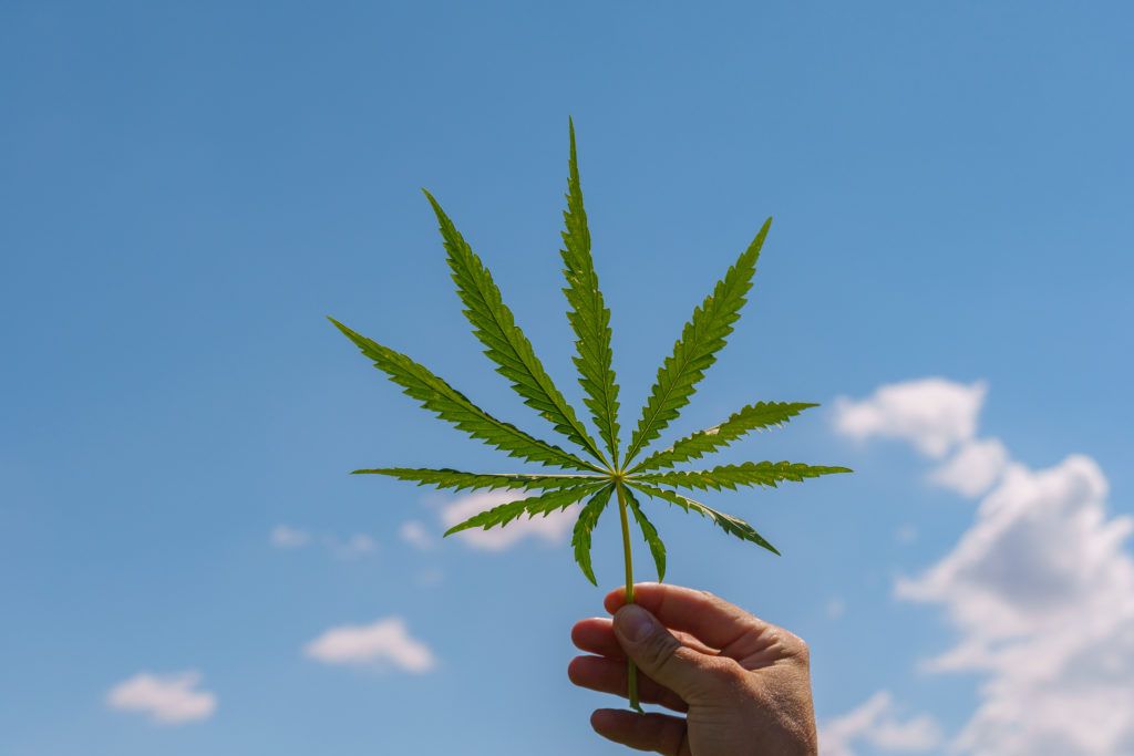 Everyday hemp advocates, including CBD consumers, can play a role in normalizing hemp. Photo: A hand holds a hemp leaf to the sky.