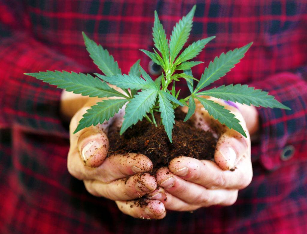 Feminized hemp, which produces no seeds, may be the future of CBD and hemp extract. Photo: A farmer in a flannel shirt holds a hemp seedling in soil in cupped hands.