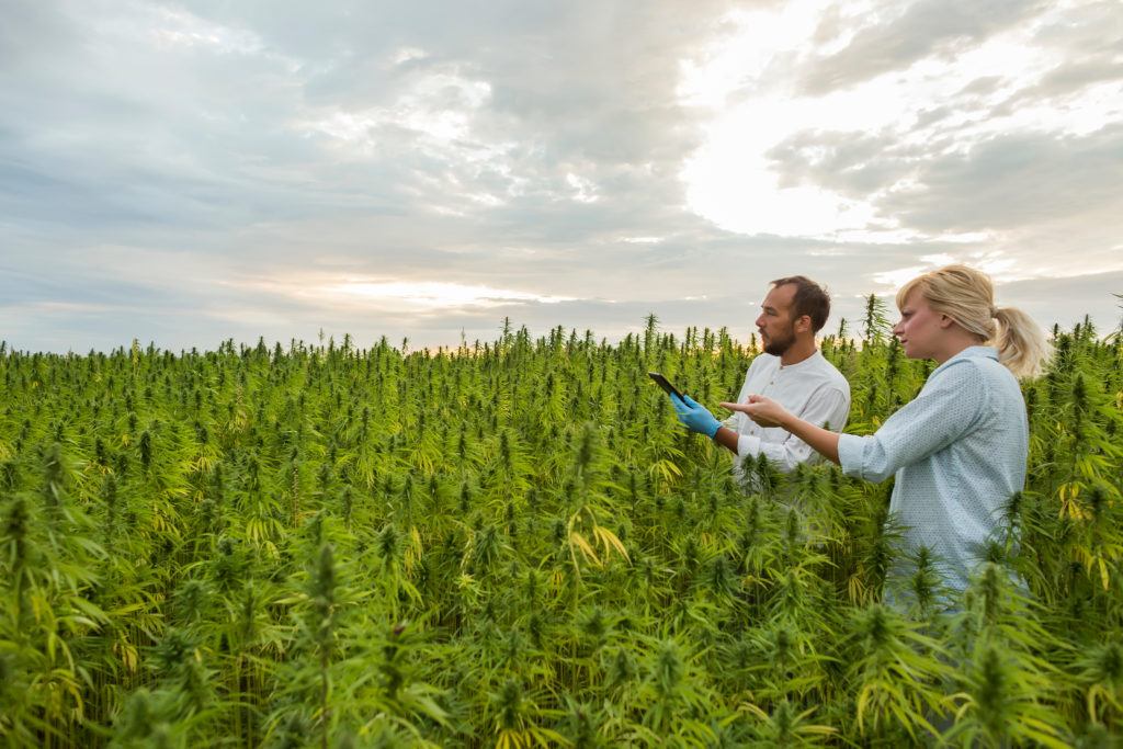 Hemp growing licenses increased over 400% this year, but far less hemp will make it to harvest. Photo: Two farmers survey a field of growing hemp under a cloudy sky.