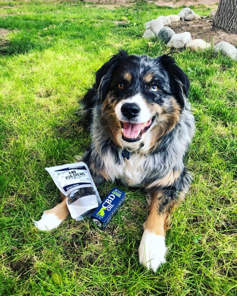 Even our furry friends can use CBD. Photo: A dog poses with Zatural CBD pet products.