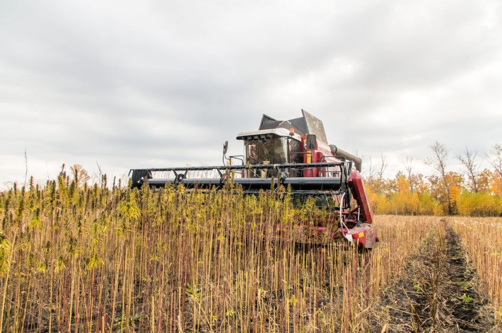In this episode we answer questions about industrial hemp, hemp fabric, and using CBD safely. Photo: A farmer uses a tractor to harvest industrial hemp.