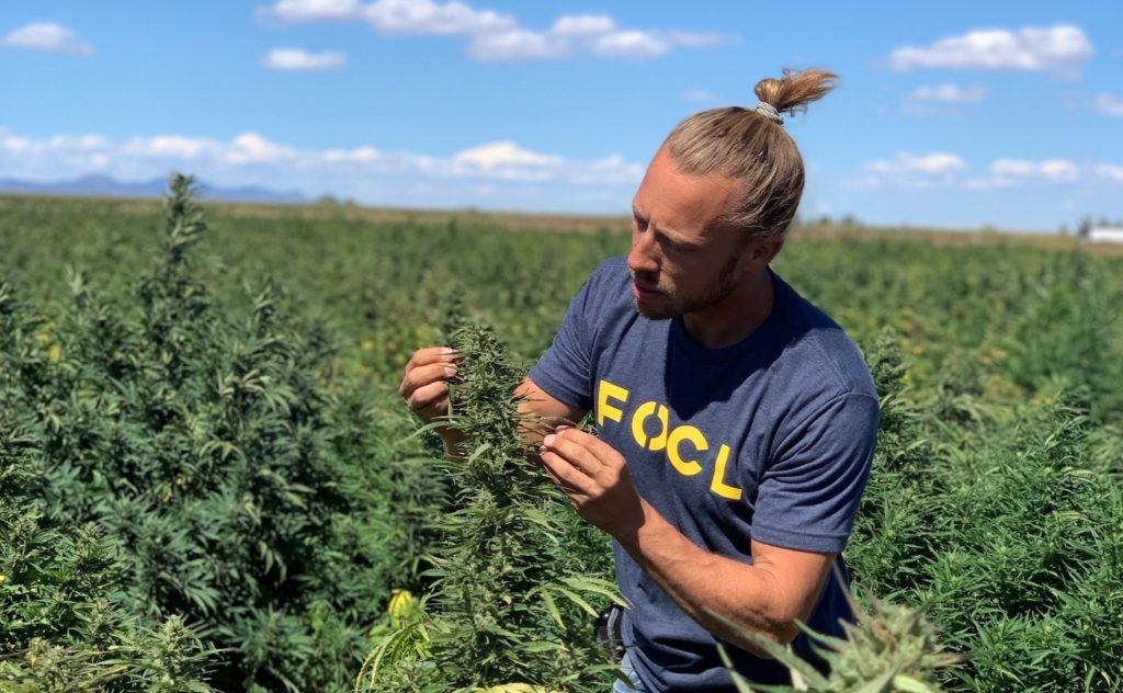 Photo: A FOCL worker studies a hemp plant in a densely packed outdoor hemp field.