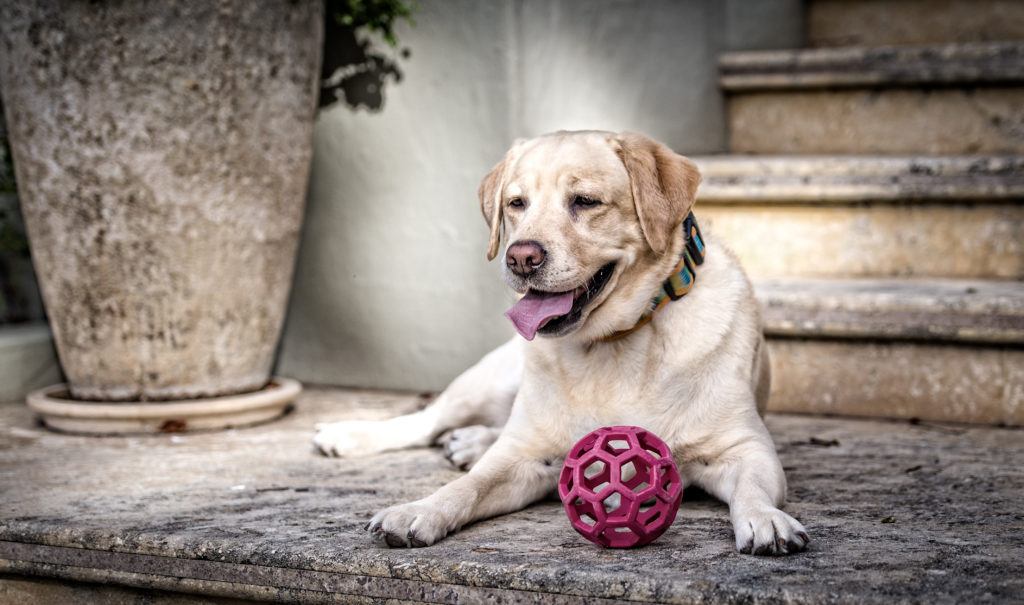 An older dog rests on a cement stoop, happily playing with a plastic ball toy.