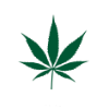 Forskjellen mellom Hamp og Marihuana