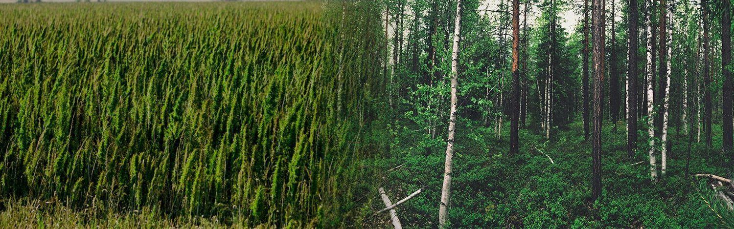 el papel de cáñamo puede ayudar a resolver la deforestación