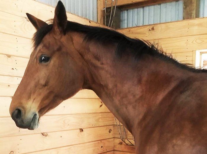 Old Dominion Hemp offers animal bedding for horses