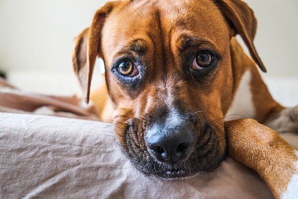 Using CBD to treat our dogs